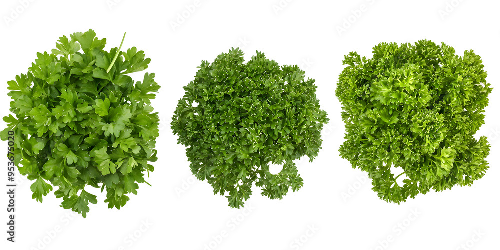 Obraz premium Fresh green parsley sprigs isolated transparent background