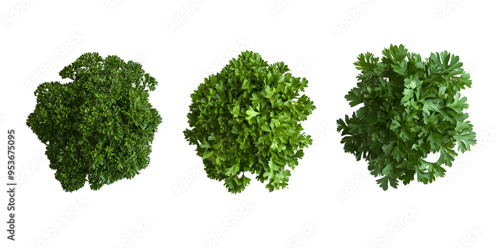 Fresh green parsley sprigs isolated transparent background Fresh green parsley sprigs isolated transparent background