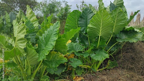 The wide green organic leaves in the wild garden photo