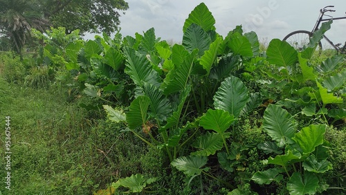 The wide green organic leaves in the wild garden photo