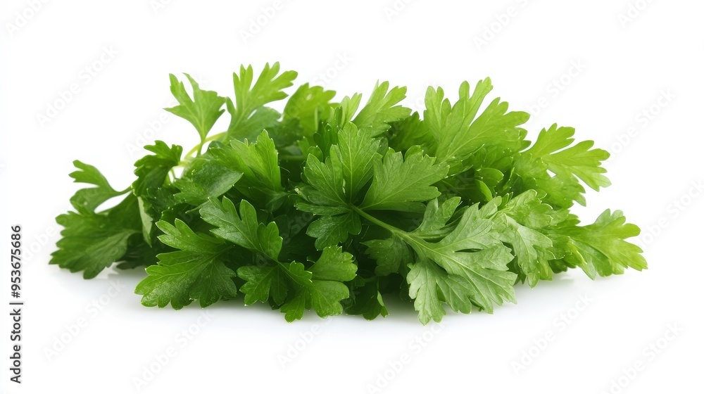 Parsley leaves isolated on white. Parsley leaves isolated on white.