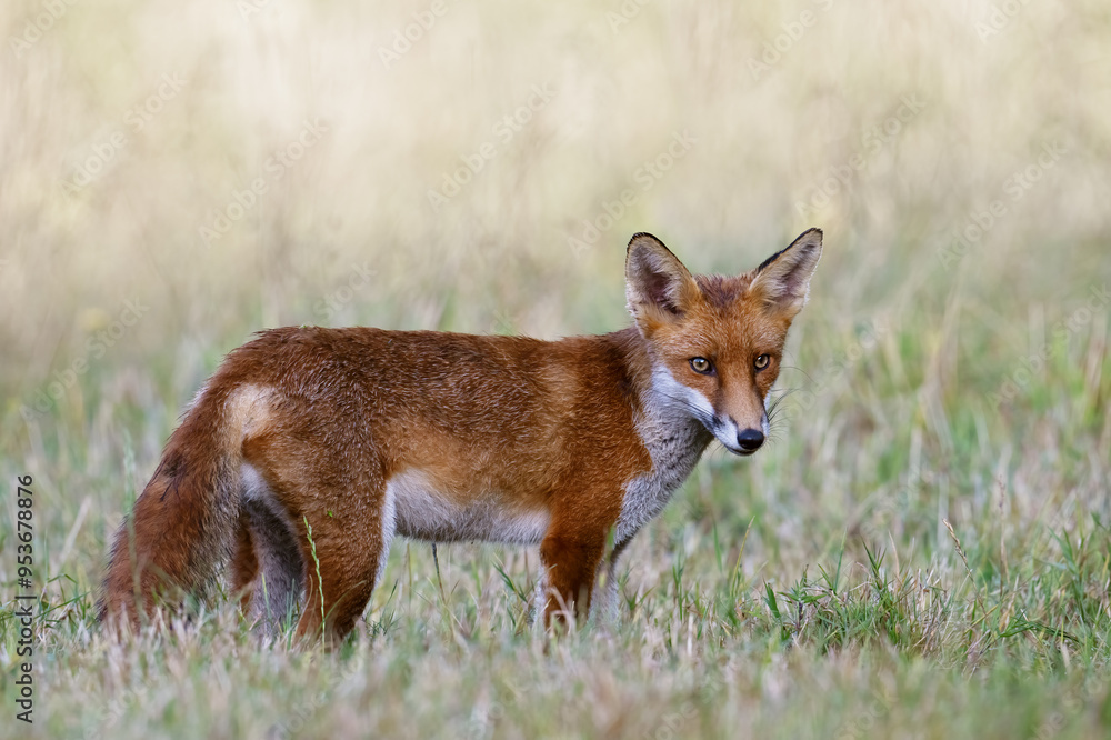 Red Fox (Vulpes vulpes) in a summer meadow before dusk Red Fox (Vulpes vulpes) in a summer meadow before dusk