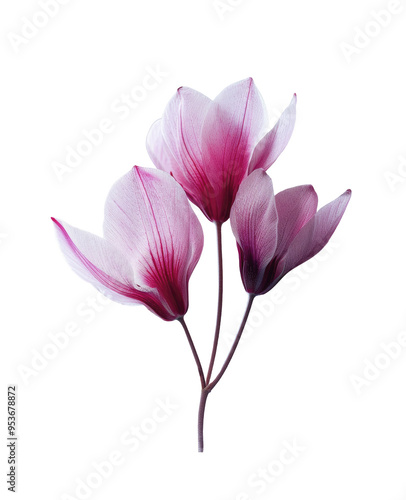 Close-up of pink cyclamen flowers on transparent background photo