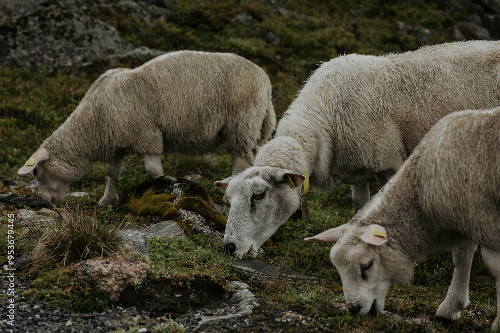 Mountain sheep grazing on foliage Mountain sheep grazing on foliage