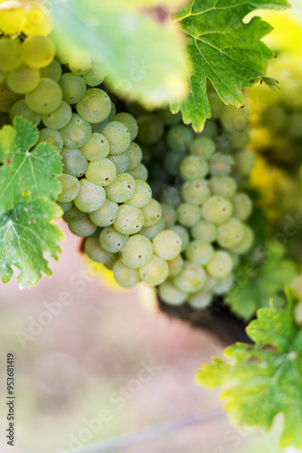 Wallpaper Mural White grapes on a bush in a row, close shot, Poland Torontodigital.ca