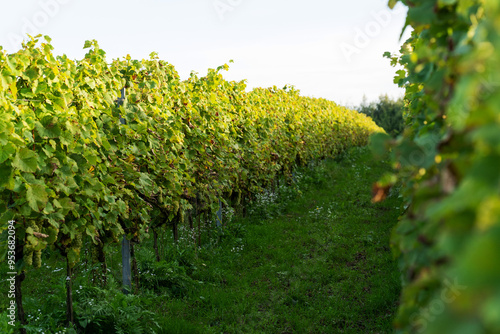 Grape bushes in the vineyard