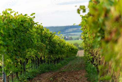 Grape bushes in the vineyard