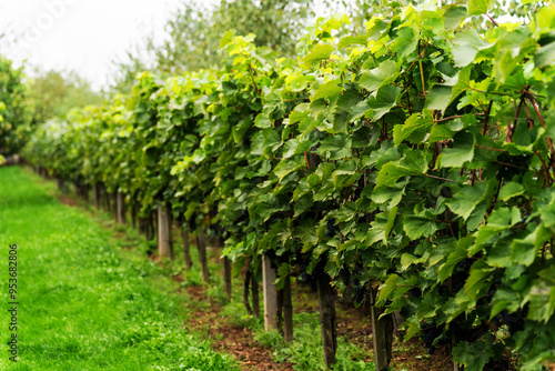 Grape bushes in the vineyard
