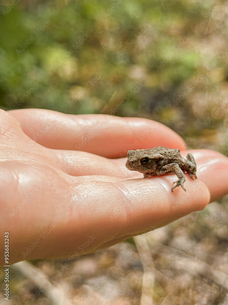Naklejka premium Vertical close-up photography of tiny frog amphibian discovery in nordic woods Scandinavia one person holding carrying in finger hand learning curiosity toad education lifestyles touching fragility