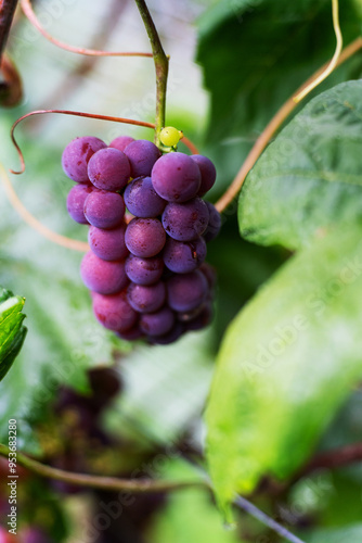 Violet grapes on a bush in a row, close shot, Poland