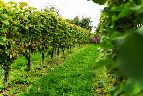Grape bushes in the vineyard