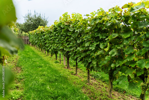 Grape bushes in the vineyard