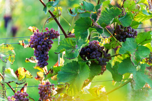 Violet grapes on a bush in a row, close shot, Poland