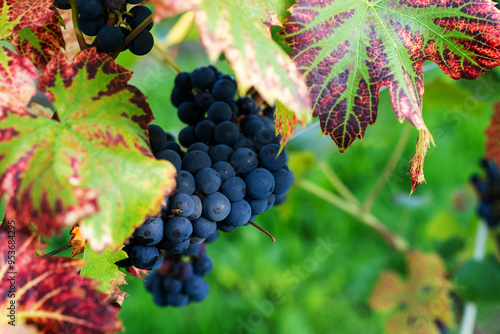 Violet grapes on a bush in a row, close shot, Poland