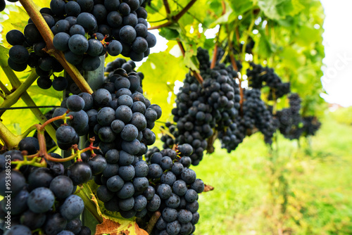 Violet grapes on a bush in a row, close shot, Poland