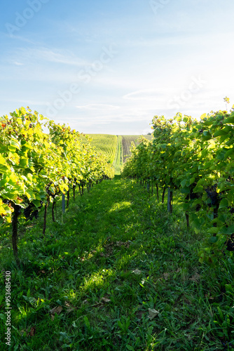 Grape bushes in the vineyard