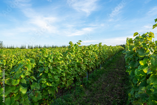 Grape bushes in the vineyard
