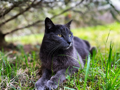 Lying pretty grey cat under a tree