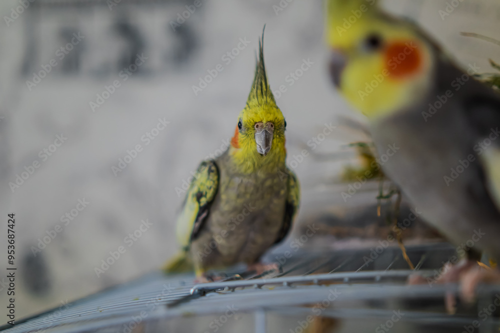Cockatiel Parrots Funny Parrots Cockatiel Pets Bird With A Crest Cute