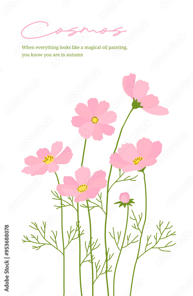 Obraz premium Hand drawn illustration of 'Cosmos', a pink autumn season flower.