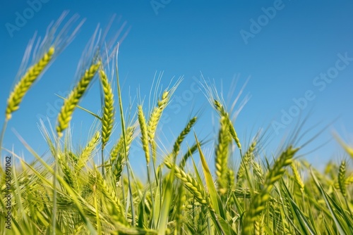 A close-up of green wheat swaying in the wind against a clear blue sky