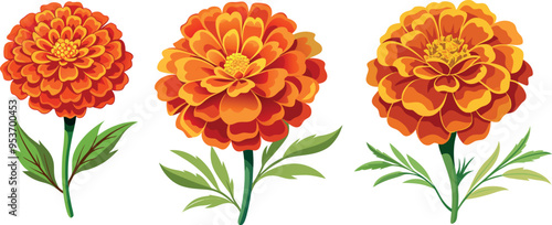 Marigold Flower set