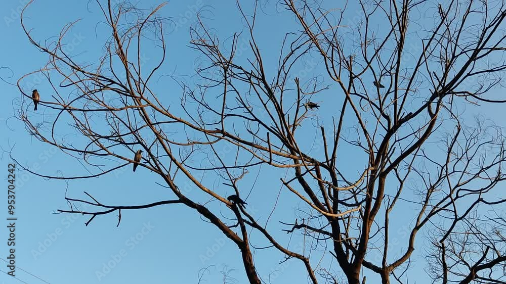 Old Dry Tree Without Leaves with Crows Flying and Sitting on Branches - 4K Professional Nature Video for Dark, Moody, and Atmospheric Visuals Old Dry Tree Without Leaves with Crows Flying and Sitting on Branches - 4K Professional Nature Video for Dark, Moody, and Atmospheric Visuals