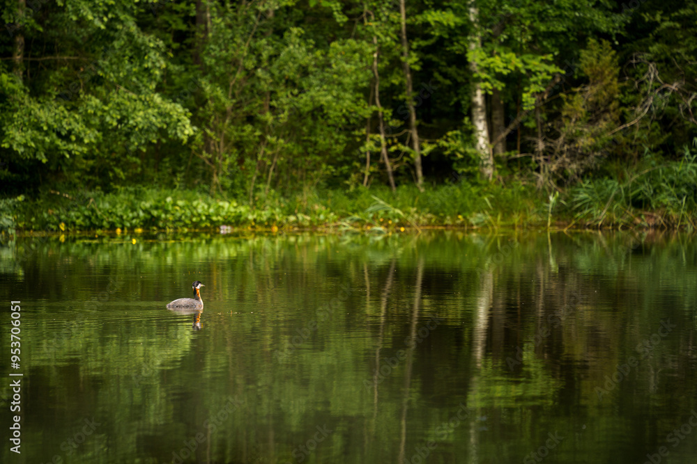 Red-necked grebe (Podiceps grisegena) swimming in a forest lake Red-necked grebe (Podiceps grisegena) swimming in a forest lake