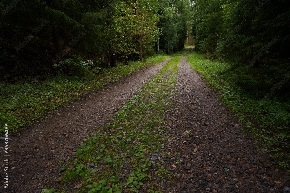 Fototapeta premium Gravel path winding through a green forest