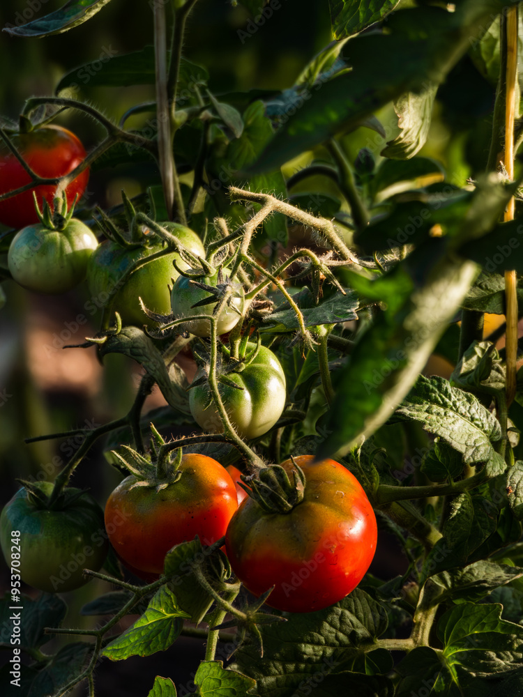 ripening tomatoes in a vegetable garden in a greenhouse ripening tomatoes in a vegetable garden in a greenhouse