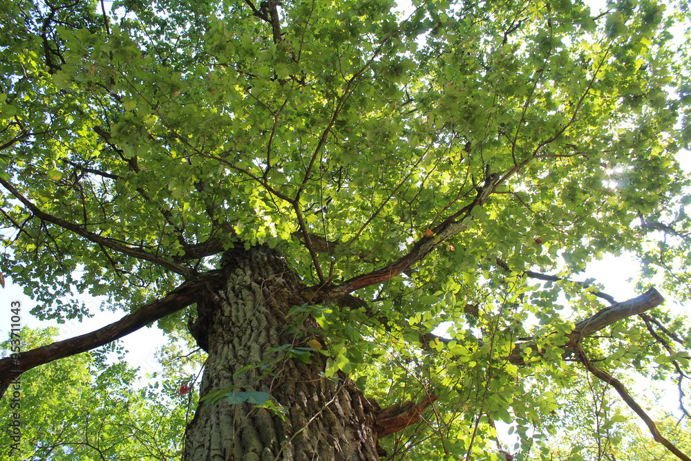 Fototapeta premium oak tree with green leaves in the forest