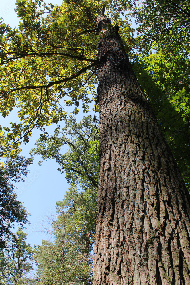 Fototapeta premium tree in the forest