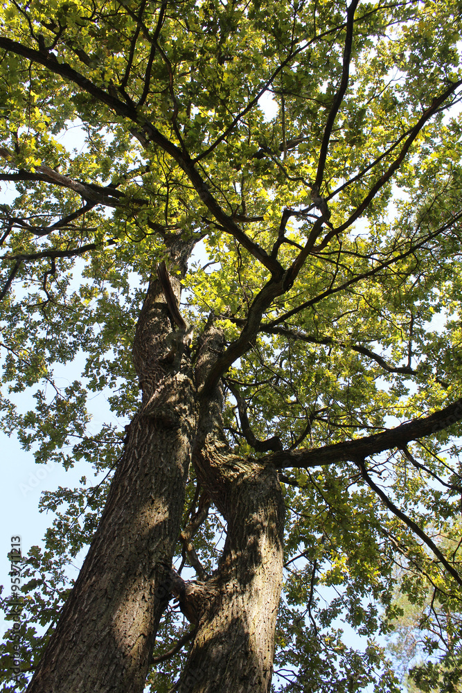 two large oak trees with green leaves two large oak trees with green leaves