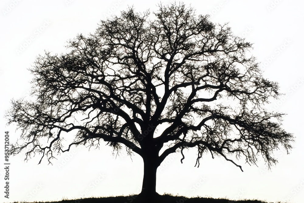 A silhouetted tree with intricate branches against a light background. A silhouetted tree with intricate branches against a light background.