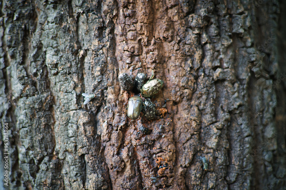 樹液に集まる昆虫