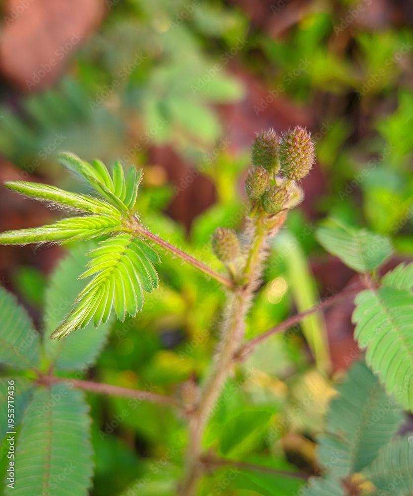 wild plants that are still beautiful in the morning with the cool dew and insects wild plants that are still beautiful in the morning with the cool dew and insects