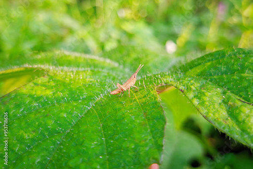 wild plants that are still beautiful in the morning with the cool dew and insects photo