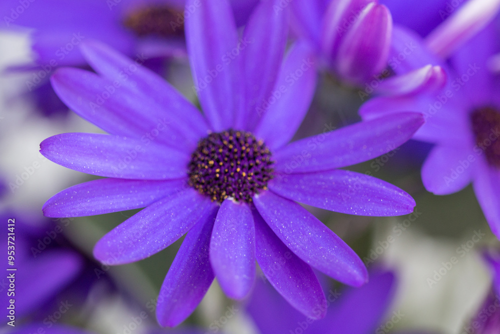 Pericallis hybrida, cineraria,common ragwort,senetti Pericallis hybrida, cineraria,common ragwort,senetti