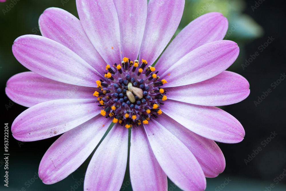 Close up of an African daisy osteospermum Close up of an African daisy osteospermum