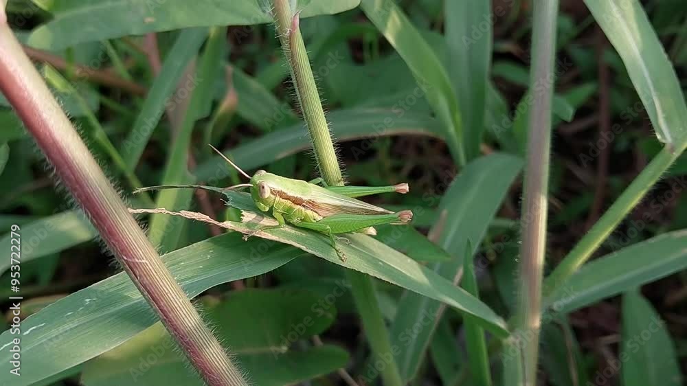 Green grasshopper perched on a leaf with green grass background Green grasshopper perched on a leaf with green grass background