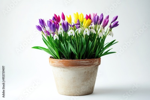 Colorful Spring Flowers in a Terracotta Pot