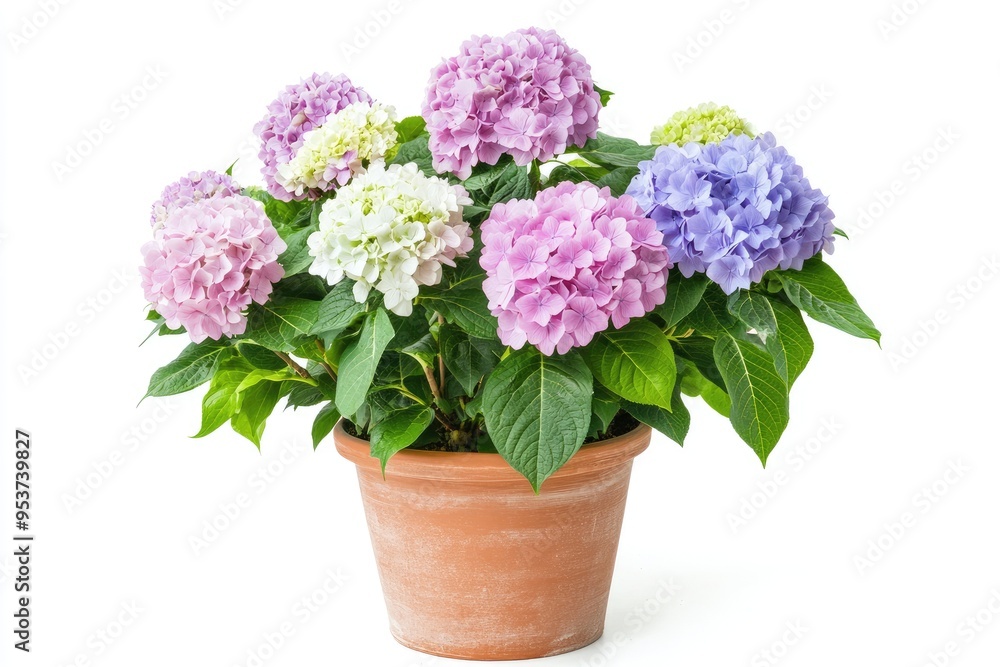 Potted Hydrangea Plant with Multicolored Blooms Potted Hydrangea Plant with Multicolored Blooms