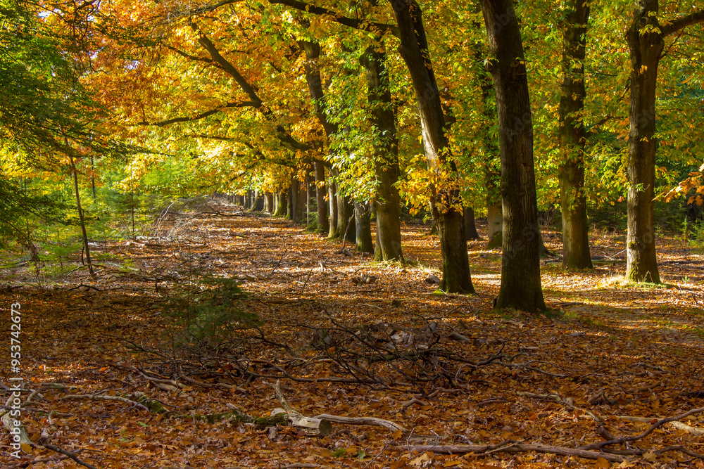 autumn forest in national park De hoge Veluwe in the Netherlands autumn forest in national park De hoge Veluwe in the Netherlands