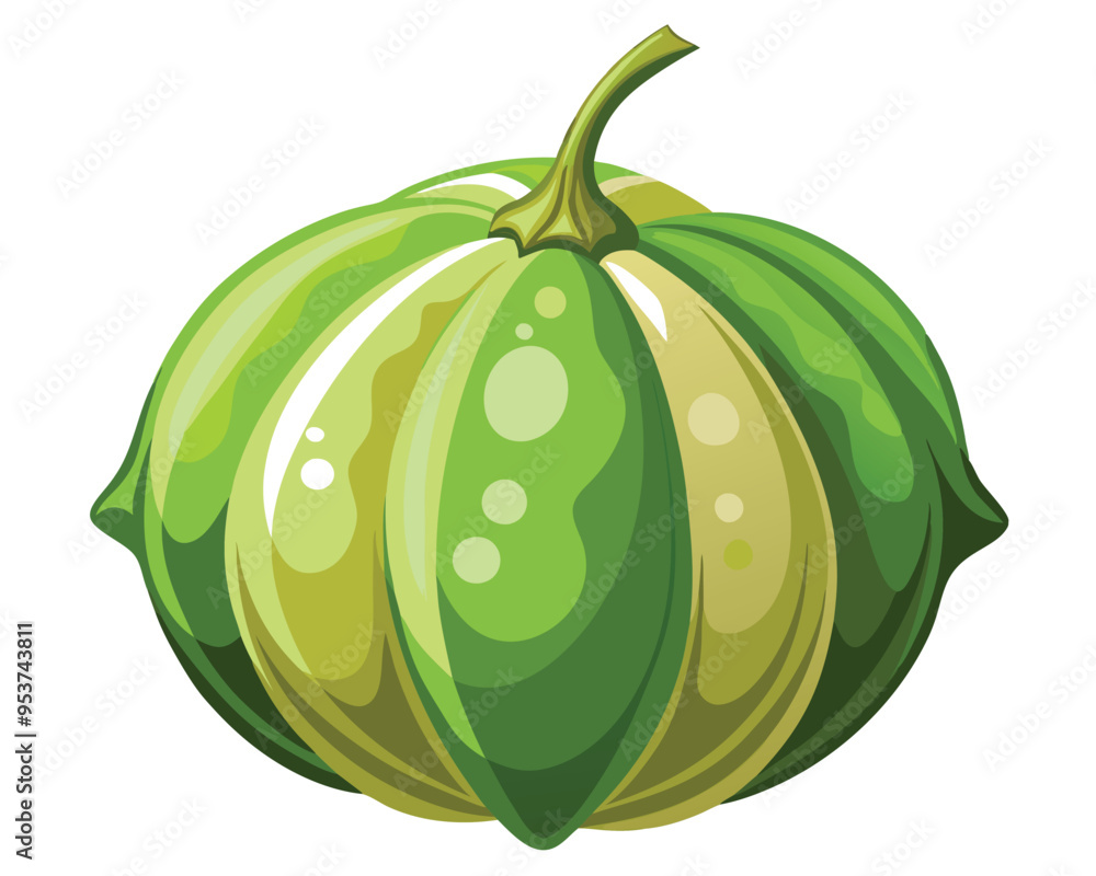 ash gourd vector illustration on white background ash gourd vector illustration on white background