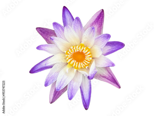 Blooming beautiful lotus flower isolate on white background.