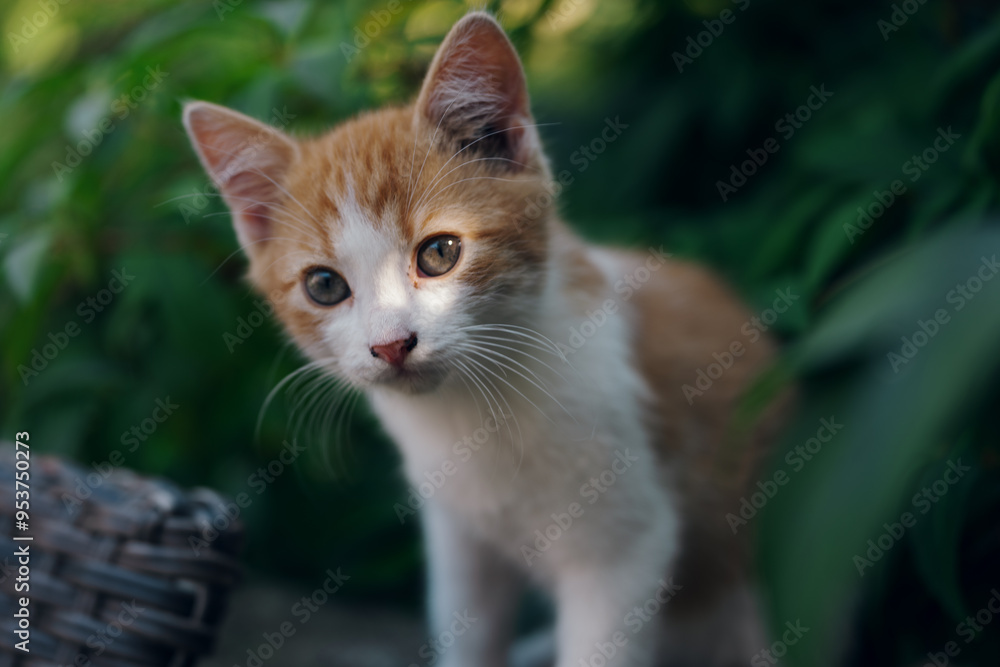 Little kitten hunting in green grass on the garden. Pets and animals photography Little kitten hunting in green grass on the garden. Pets and animals photography