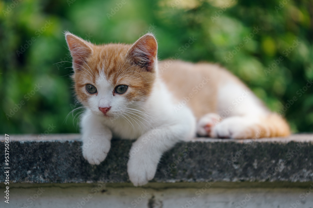 Little kitten hunting in green grass on the garden. Pets and animals photography