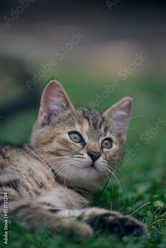 Little kitten hunting in green grass on the garden. Pets and animals photography