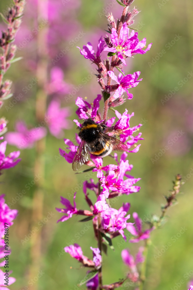A bumblebee feeding on vibrant pink flowers in a sunny garden during early summer A bumblebee feeding on vibrant pink flowers in a sunny garden during early summer