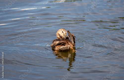 Wild duck on the water, summer nature.